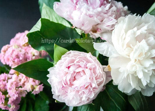 Strauß aus zartrosa und weißen Pfingstrosen mit kleinen rosa Blüten vor dunklem Hintergrund