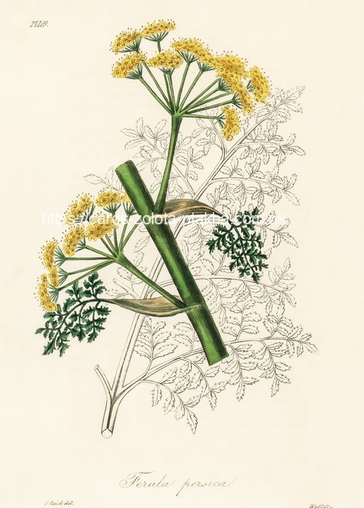 Ботанічний друк ферули перської (Ferula persica) з жовтими суцвіттями-парасольками і пірчастим листям