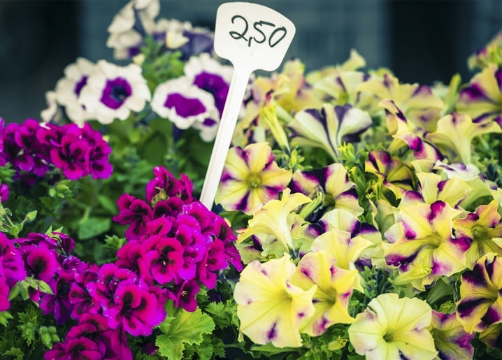 Purple, white and yellow petunias at a flower market with a handwritten price tag