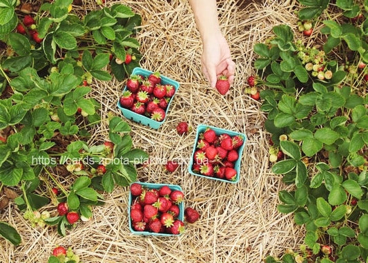 Draufsicht: eine Hand pflückt Erdbeeren über drei Körbchen reifer Beeren auf Stroh