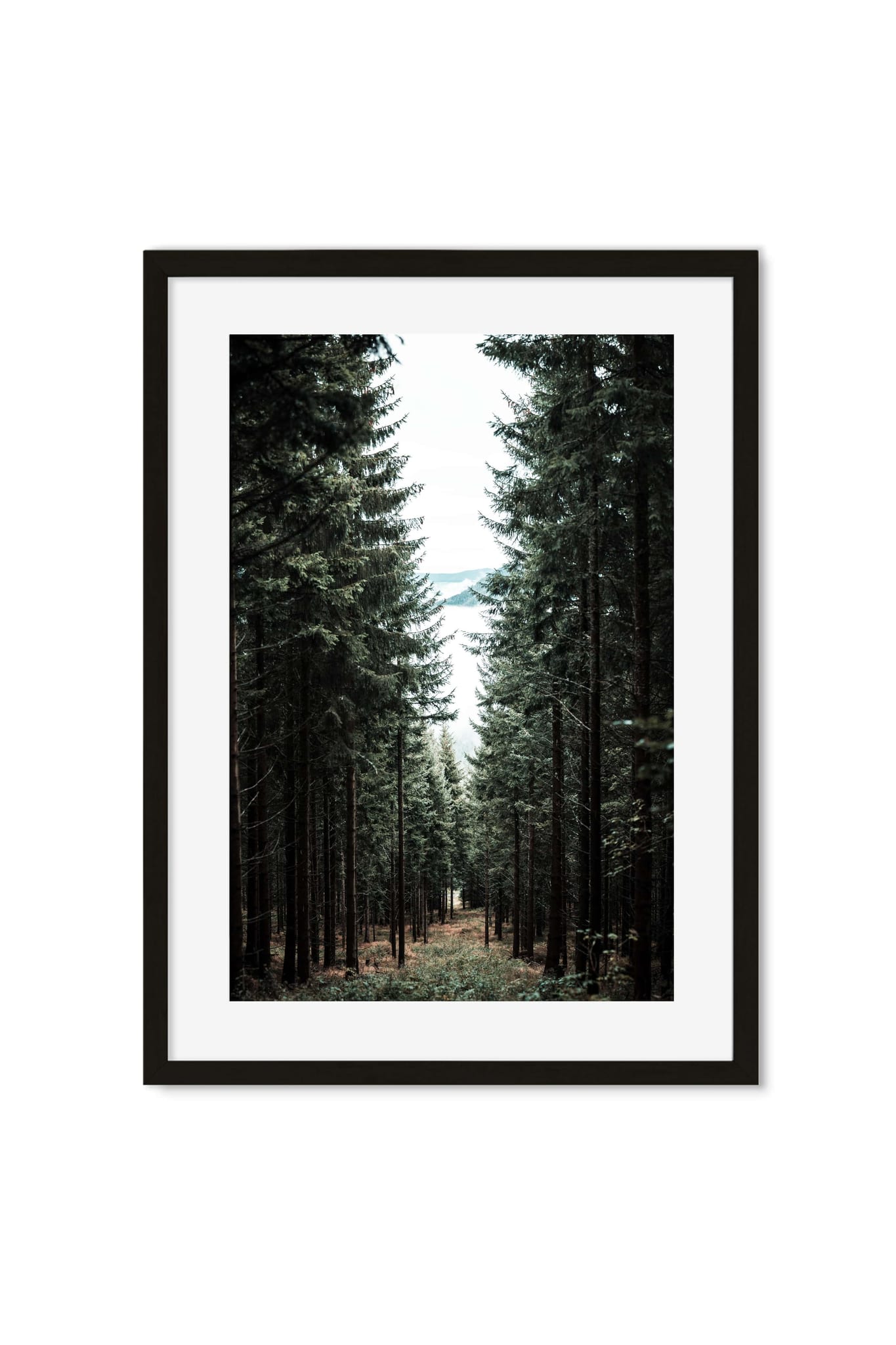 Straight forest path between tall pines opening onto a distant lake