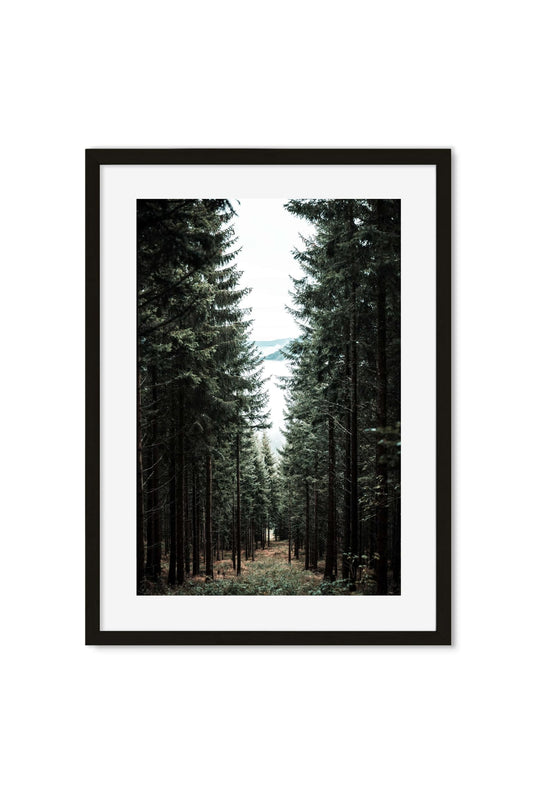Straight forest path between tall pines opening onto a distant lake