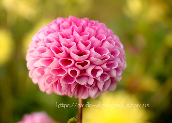 Nahaufnahme einer perfekt runden rosa Ball-Dahlie vor grün-goldenem Hintergrund.