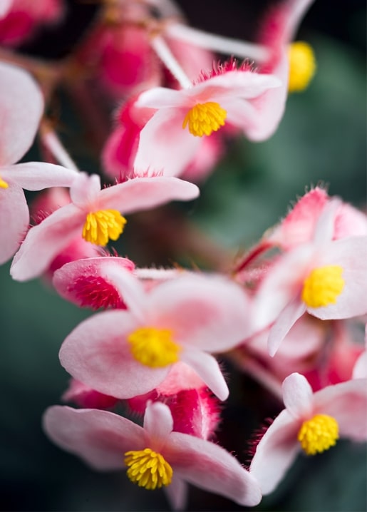 Extreme close-up of pink begonia blossoms with yellow centers