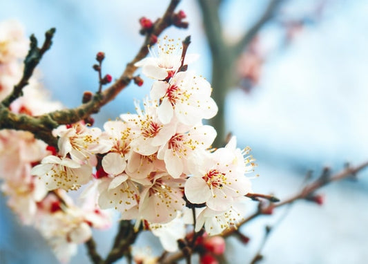 Close-up of pale pink blossoms on a bare branch against a blue sky