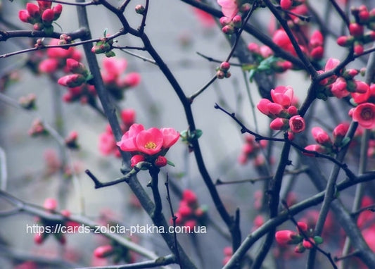 Close-up of bright pink blossoms opening on bare, wiry spring branches