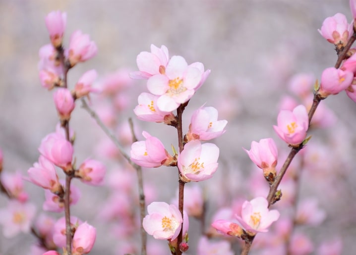 Close-up of pink and white almond blossom flowers on bare branches