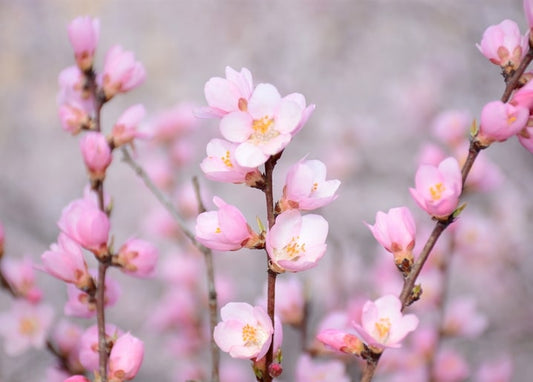 Close-up of pink and white almond blossom flowers on bare branches