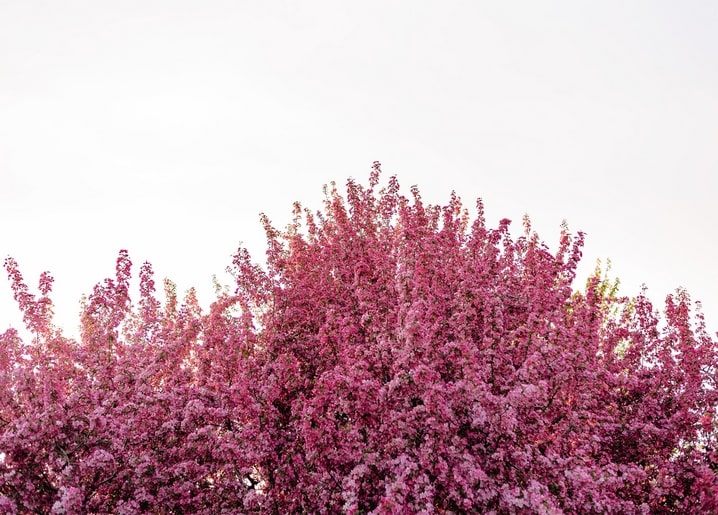 Vivid magenta-pink blossoming tree crown filling the frame against a pale spring sky