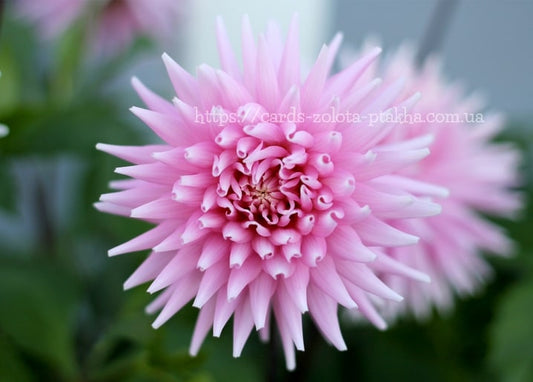 Spitze rosa Kaktusdahlien-Blütenblätter um ein dunkles Zentrum