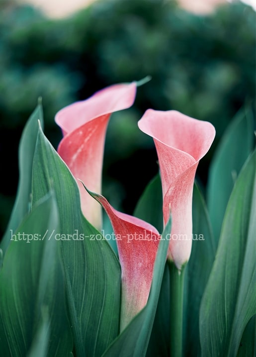 Zwei rosa Calla-Lilien zwischen grünen Blättern im Garten