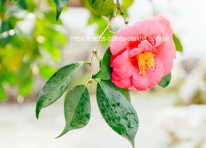 Close-up of a pink camellia flower with yellow stamens and wet green leaves