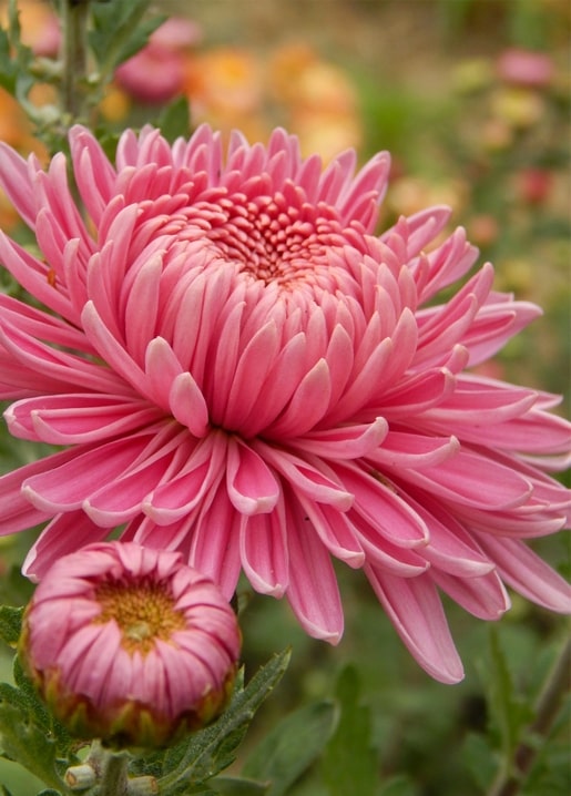Close-up of a pink chrysanthemum in bloom next to an unopened bud