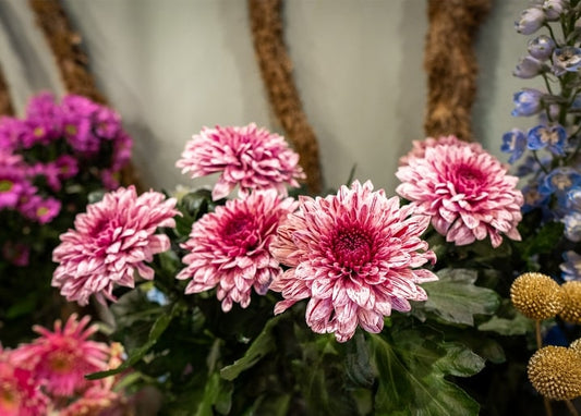 Rosa Chrysanthemen mit blauem Rittersporn und goldener Craspedia in Nahaufnahme