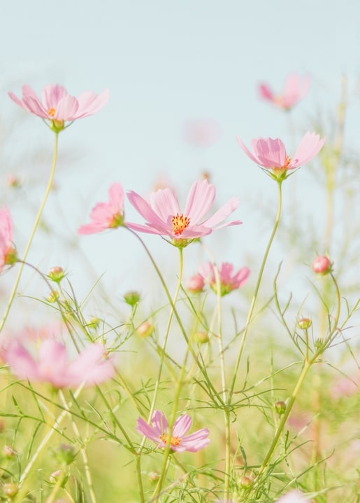 Pink cosmos flowers blooming in a meadow against a pale blue sky