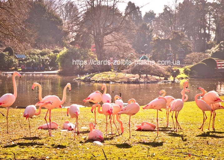 Schwarm rosa Flamingos watet und ruht im Gras an einem sonnigen Parkteich