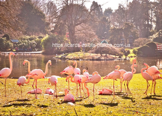 Schwarm rosa Flamingos watet und ruht im Gras an einem sonnigen Parkteich