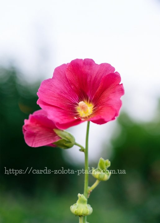 Nahaufnahme einer rosa Stockrosenblüte vor grünem Hintergrund