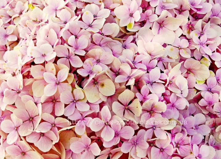 Nahaufnahme von zartrosa Hortensienblüten, die die Karte füllen