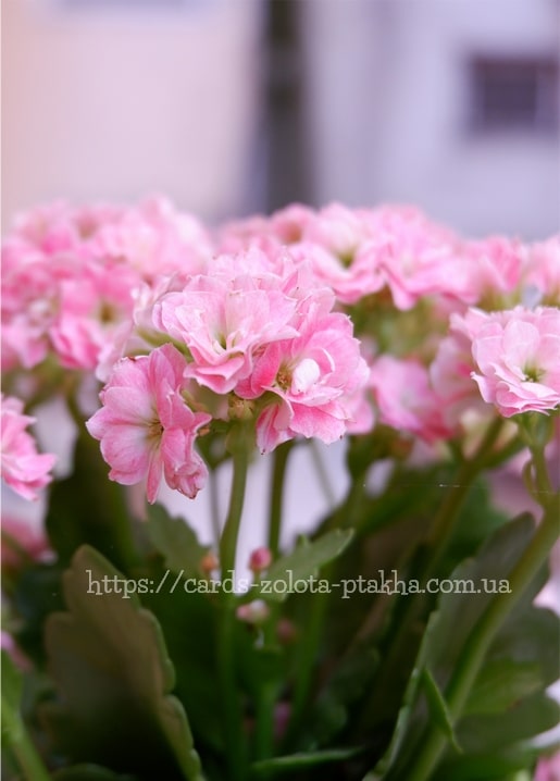 Büschel rosa Kalanchoe-Blüten vor unscharfem Hinterhof