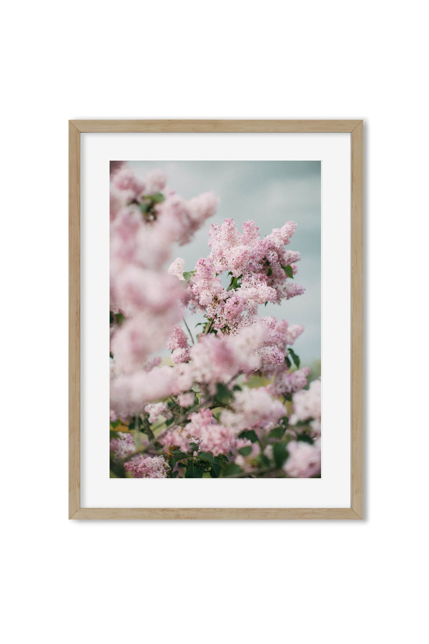 Soft-focus pink lilac blossoms against a pale blue sky