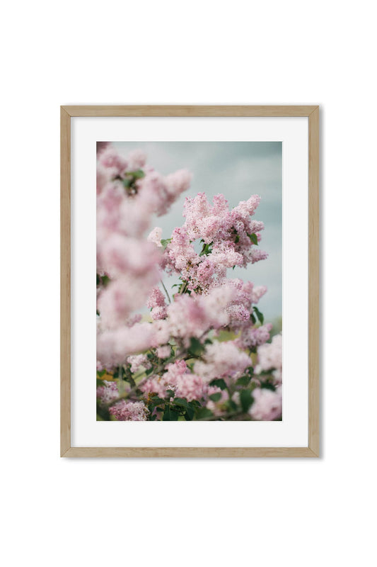 Soft-focus pink lilac blossoms against a pale blue sky