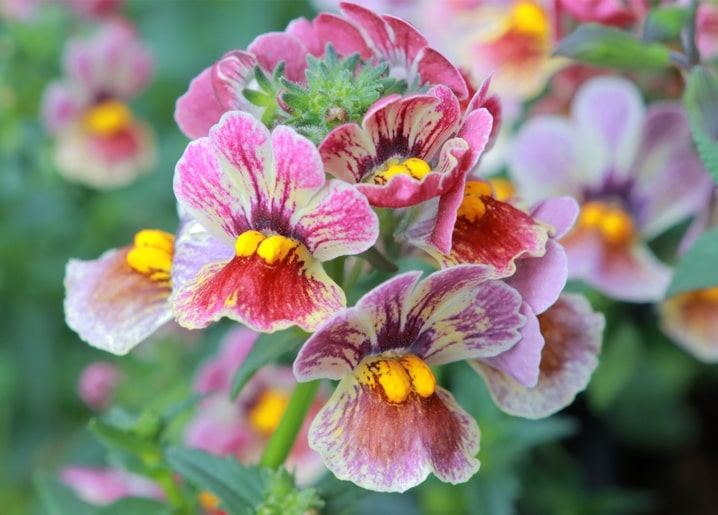 Nahaufnahme zweifarbiger rosa-bordeauxroter Blüten mit leuchtend gelber Mitte