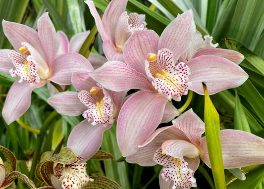 Nahaufnahme rosa Orchideenblüten mit gesprenkelten Kehlen