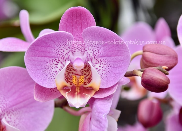 Makroaufnahme einer magentafarbenen Orchidee mit gesprenkelter Lippe