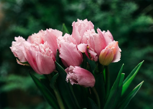 Bouquet of ruffled pink parrot tulips against a dark green background