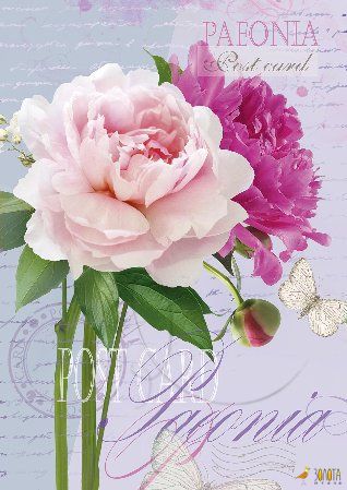 Postkarte mit rosa und magentafarbenen Pfingstrosen und Schmetterling