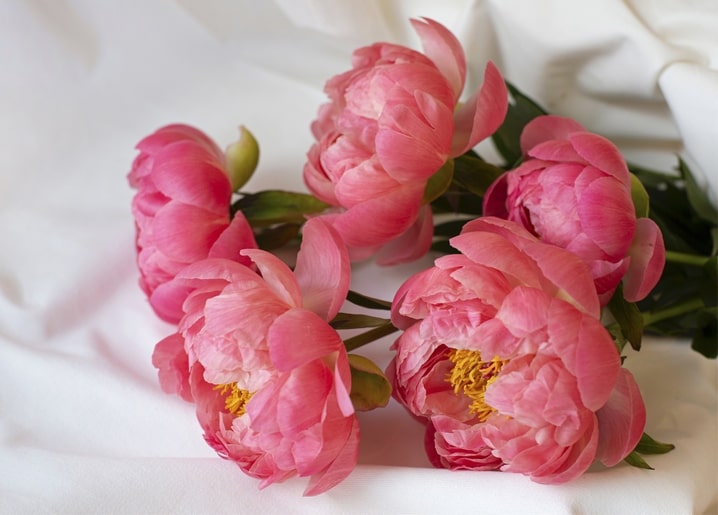 Loose bouquet of deep pink peonies in full bloom on white fabric