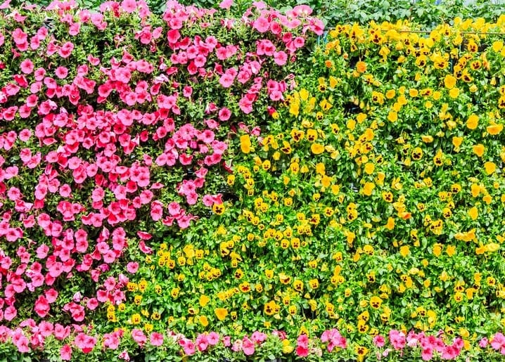 Wall of pink petunias beside yellow pansies in full bloom