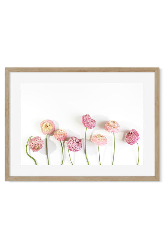 Framed poster of pink ranunculus flowers in a row on a white background