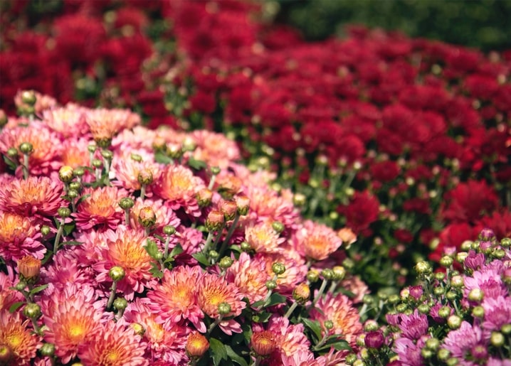 Pink-coral and deep red chrysanthemums in full bloom, close-up