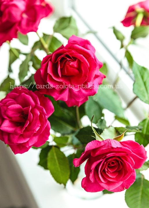 Strauß rosa Rosen in einer Vase auf einer sonnigen Fensterbank