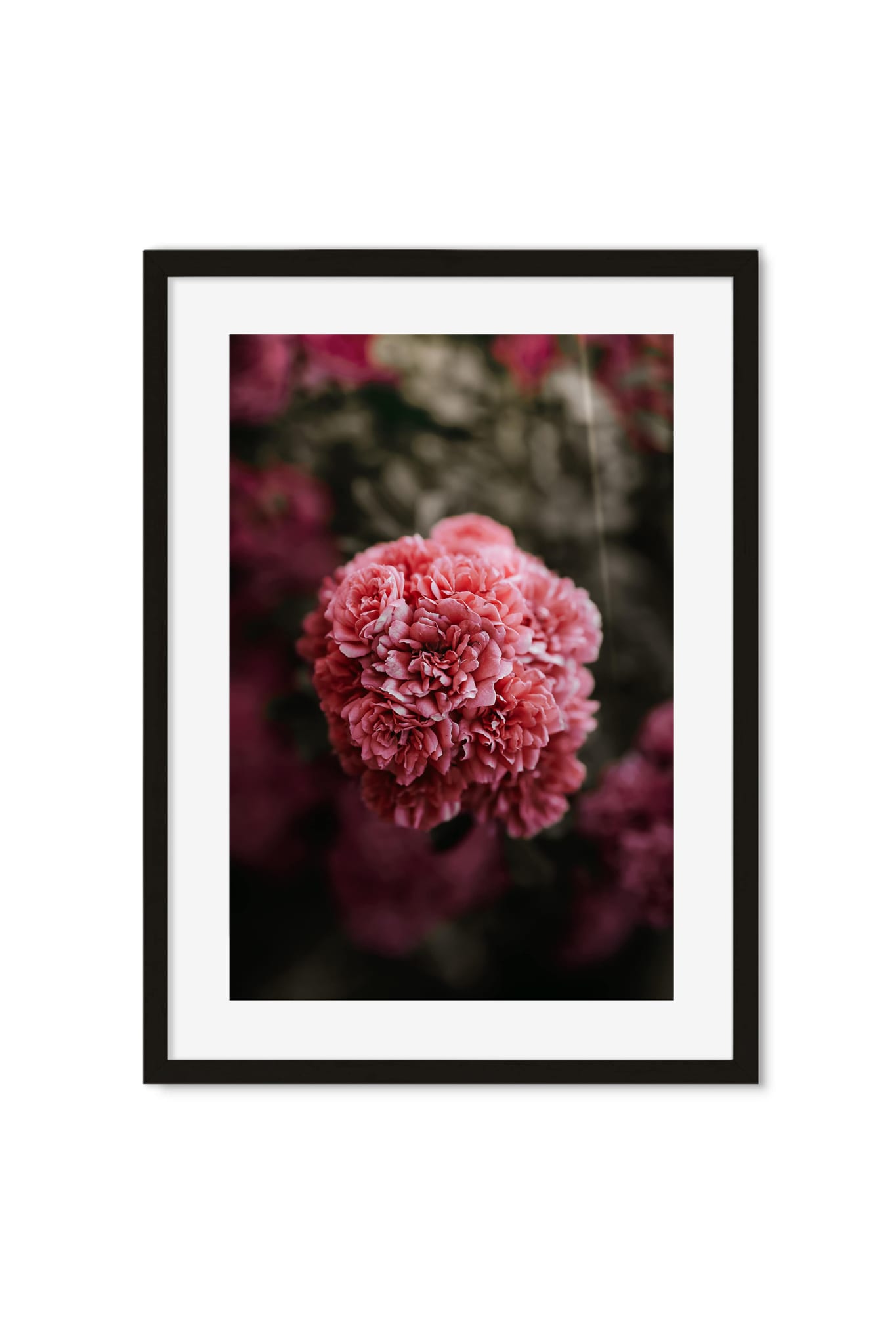Macro shot of a lush pink ruffled flower with a softly blurred garden background