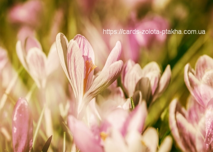 Close-up of pink and white striped crocus flowers backlit by spring sun