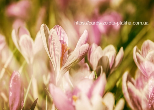 Close-up of pink and white striped crocus flowers backlit by spring sun