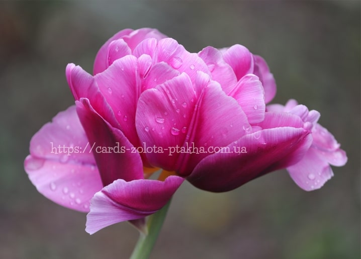 Nahaufnahme einer rosa gefüllten Tulpe mit Regentropfen