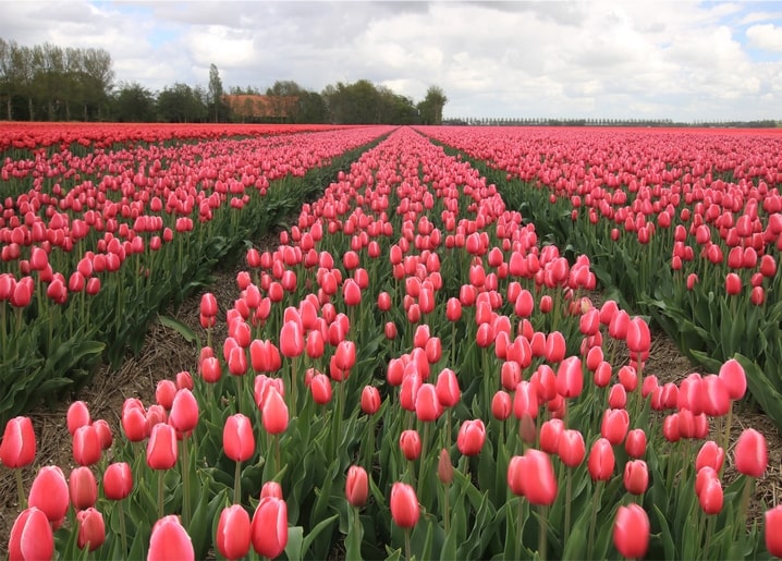 Rows of pink tulips stretching across a flower field under a cloudy sky