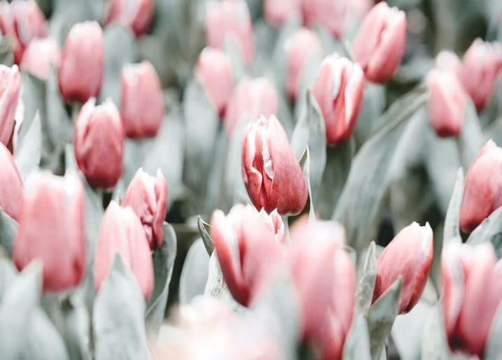 Close-up of soft pink tulips filling a spring field
