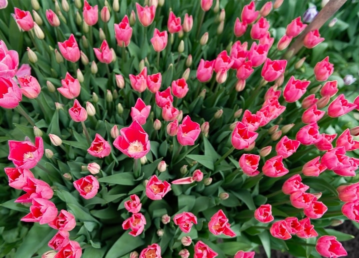 Dense field of pink tulips photographed from directly above