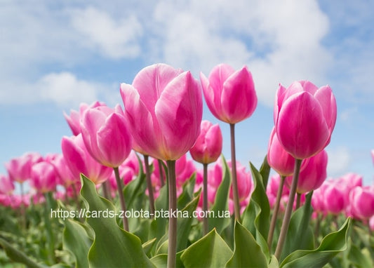 Bright pink tulips in a field against a blue sky with soft clouds