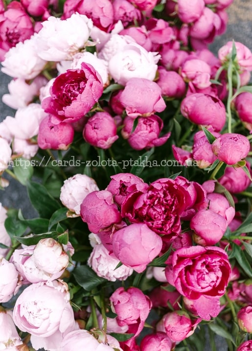 Draufsicht auf dichte rosa und weiße Pfingstrosenblüten, die sich überlappen