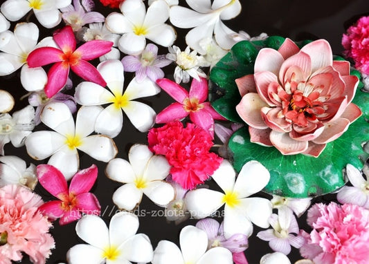 Rosa und weiße Plumeria, Nelken und eine Lotosblüte auf dunklem Wasser