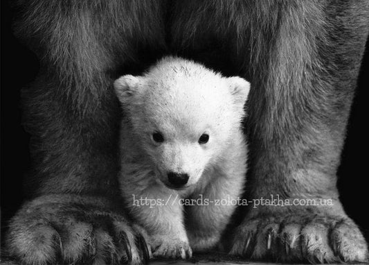Black-and-white photo of a fluffy polar bear cub standing between its mother's front legs