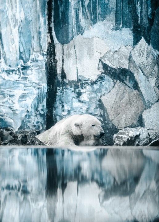 Illustrierter Eisbär ruht zwischen eisblauen Klippen mit ruhigem Wasserspiegel
