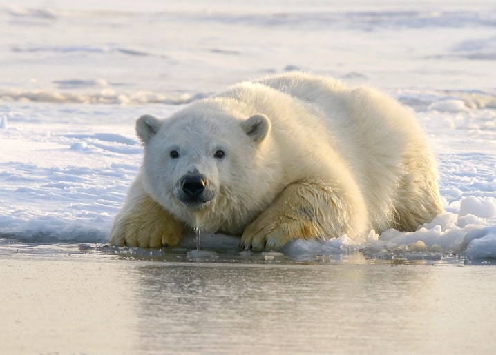 Eisbär liegt auf arktischem Eis mit nassen Pfoten am Wasserrand