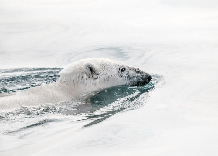 Eisbär schwimmt mit dem Kopf über der Oberfläche des ruhigen arktischen Wassers